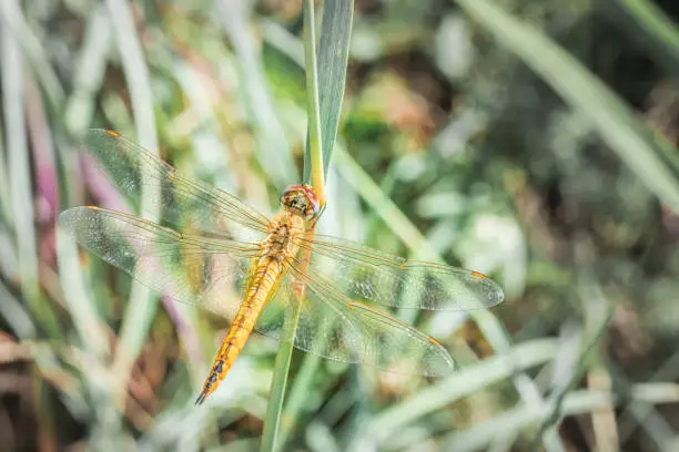 Wandering glider Dragonfly (Pantala flavescens) sitting on green grass, South Africa
