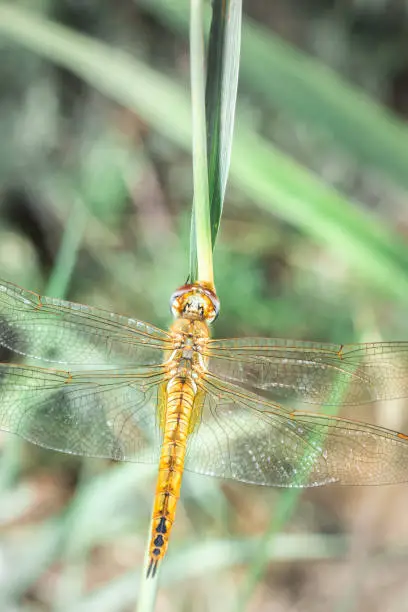 Wandering glider Dragonfly (Pantala flavescens) sitting on green grass, South Africa