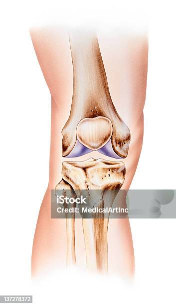 Колено Normal Анатомия Лобная Видом — стоковая векторная графика и другие изображения на тему Анатомия - Анатомия, Бедренная кость, Большая берцовая кость