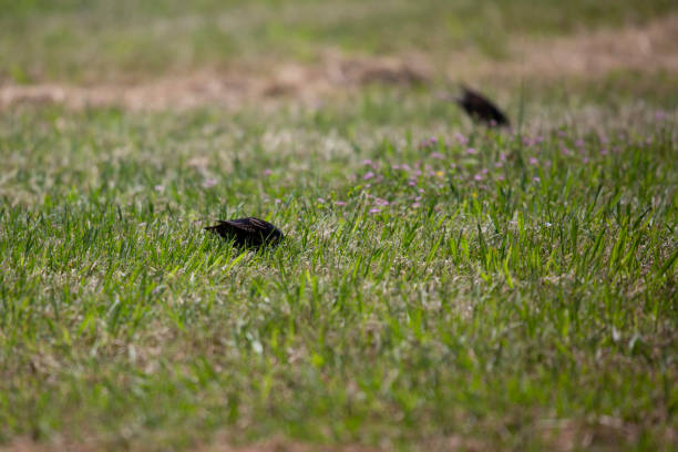 European starling (Sturnus vulgaris) foraging in a meadow