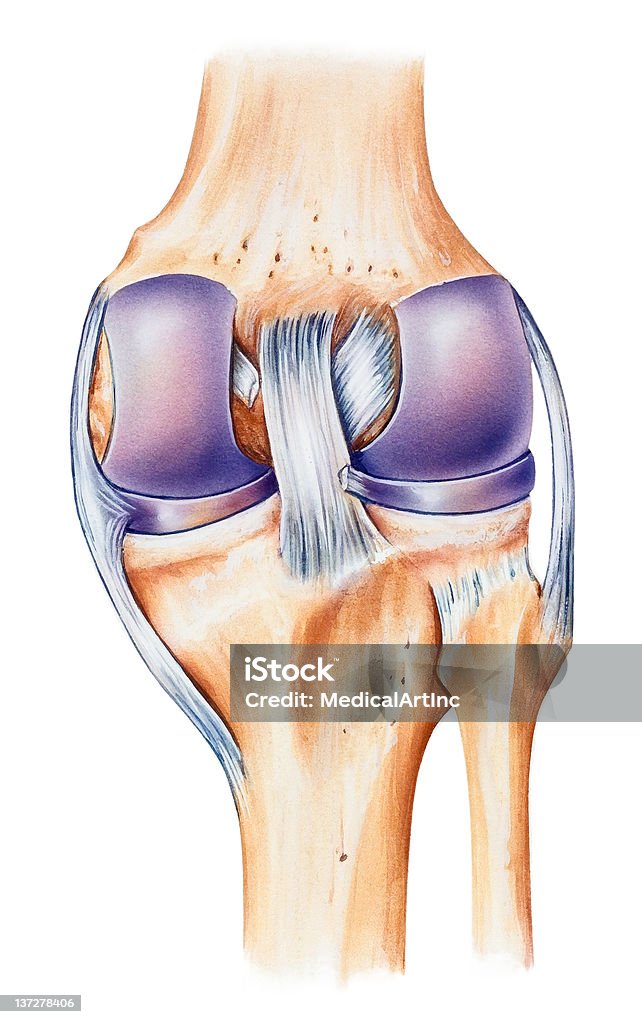 Anatomia do joelho, Dorsal vista - Royalty-free Joelho Ilustração de stock