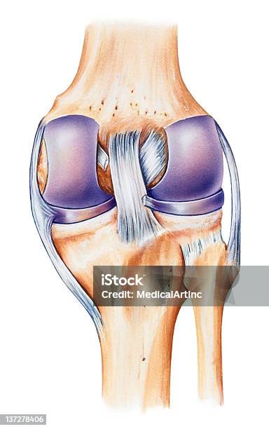 Anatomia Do Joelho Dorsal Vista - Arte vetorial de stock e mais imagens de Joelho - Joelho, Articulação - Parte do corpo, Anatomia