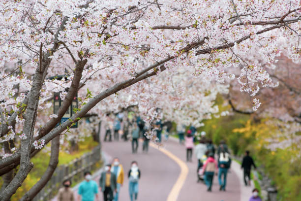 istock Beautiful cherry blossom sakura in spring time 1372784684