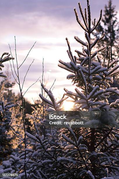 Brilho De Inverno - Fotografias de stock e mais imagens de Anoitecer - Anoitecer, Ao Ar Livre, Fotografia - Imagem