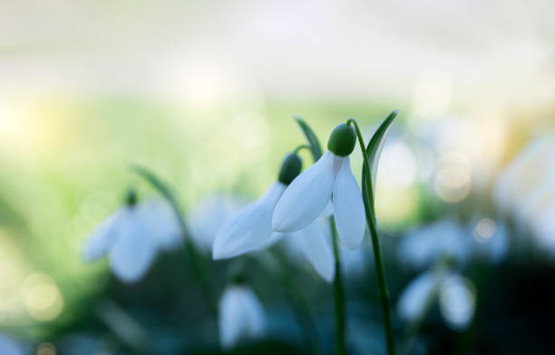 istock Snowdrop or Common snowdrop (Galanthus nivalis) flowers. Wild white flowers with morning light bokeh on Springtime. 1372784797