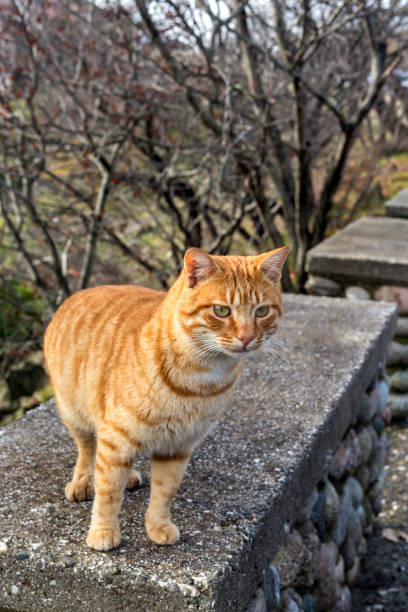 istock Friendly, redhead, homeless cat close-up 1372787468