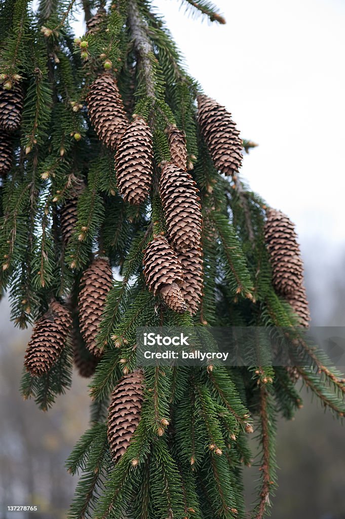 Spruce Cones A close-up of large spruce cones. Abundance Stock Photo