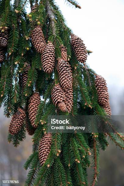 Spruce Cones Stock Photo - Download Image Now - Abundance, Beauty In Nature, Branch - Plant Part