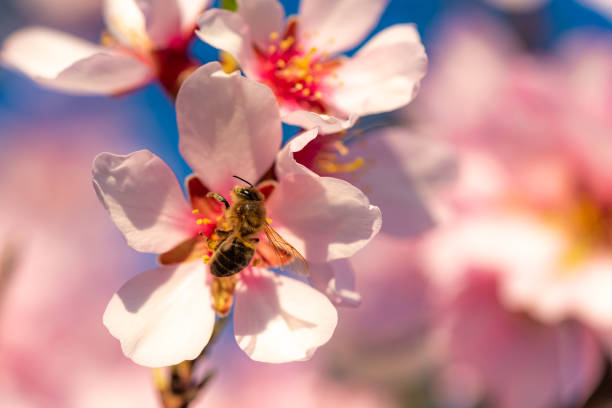 Close-up of springtime almond (Prunus dulcis) blossoms on orchard trees.Taken in the San Joaquin Valley, California, USA.
