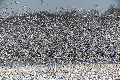 Huge flock of snow geese swirl as they take off from Middle Creek Wildlife Perserve, Lancaster County, Pennsylvania