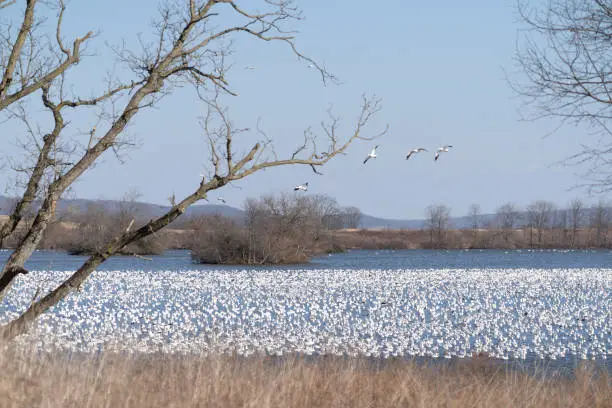 Landscape of large flock of Snow Geese on Lake at Middle Creek Wildlife Management Area.