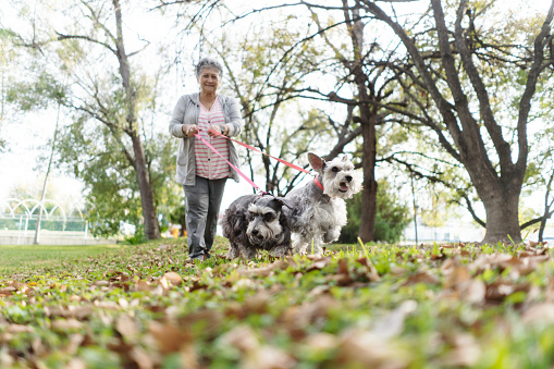 Senior female walking schnauzer dogs at the park.