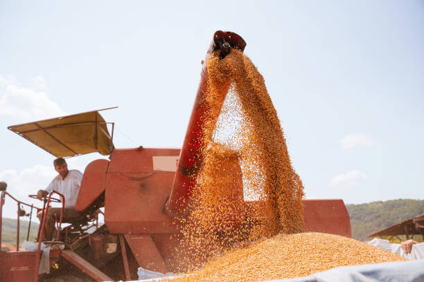 combine harvester pours wheat  maize seeds - falling beans imagens e fotografias de stock