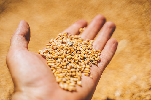 Colse up of a farmer's hand holding wheat grain . A healthy organic produce