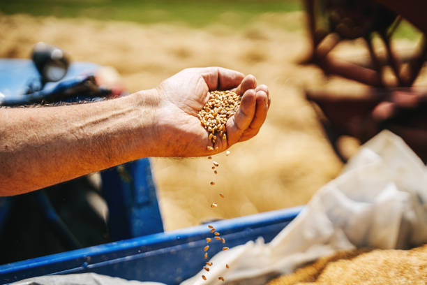 Colse up of a farmer's hand holding wheat grain . A healthy organic produce