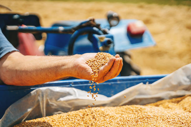 Colse up of a farmer's hand holding wheat grain . A healthy organic produce