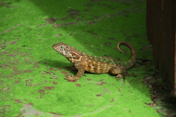 istock Cuban life, lizard on green floor 1372792663