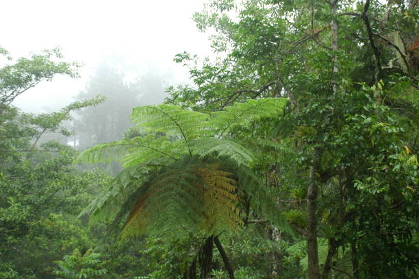 istock Cuban life, jungle in the mist 1372792811