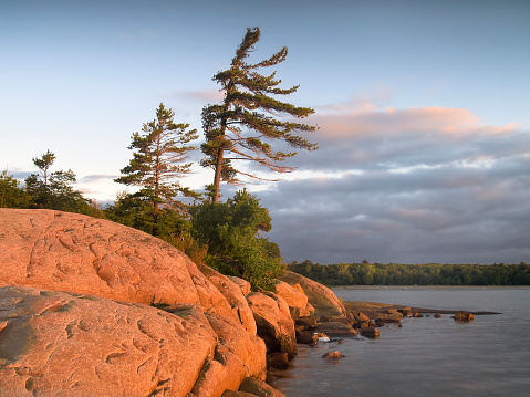 A windswept pine on the rocky shores of Georgian Bay during early morning sunrise.   Killbear Provincial Park, Ontario, Canada