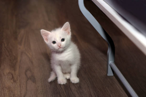 A small white kitten is sitting on the floor in the house.