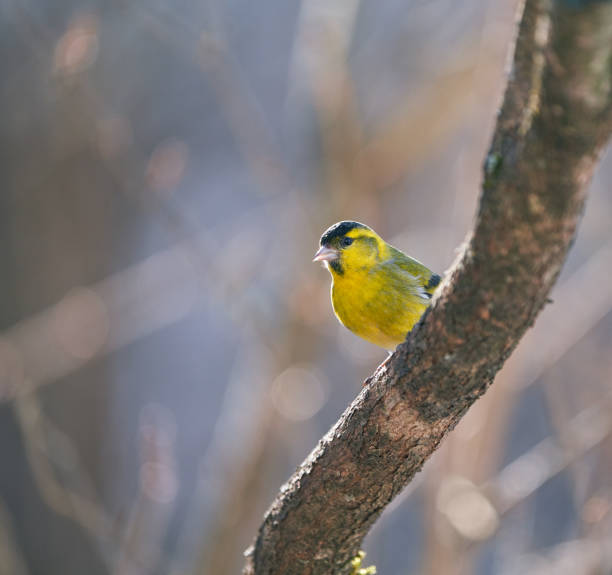 Eurasian siskin on a branch in my back yard