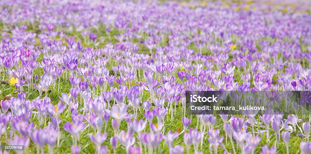 Fiore crocus-inizio primavera fiore - Foto stock royalty-free di Ambientazione esterna