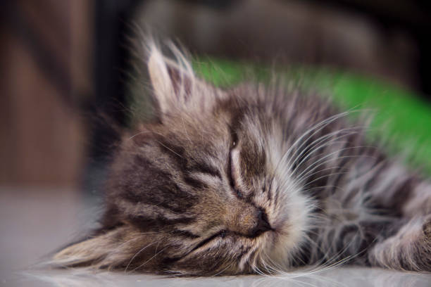istock Sleeping Cat On the Floor 1372800060