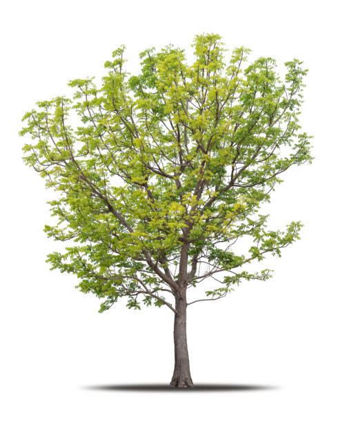 istock Tree isolated on white background realistic with shadow in high quality clipping mask, tropical tree used for advertising design and graphic decoration 1372802694