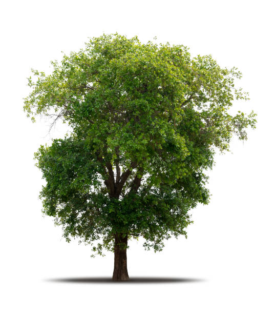 istock Tree isolated on white background realistic with shadow in high quality clipping mask, tropical tree used for advertising design and graphic decoration 1372802759