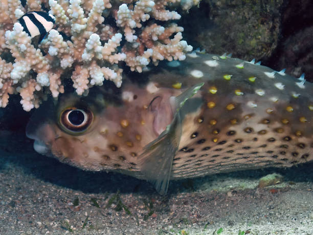 istock A Yellow-spotted Burrfish (Cyclichthys spilostylus) in the Red Sea 1372802822