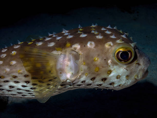istock A Yellow-spotted Burrfish (Cyclichthys spilostylus) in the Red Sea 1372802835
