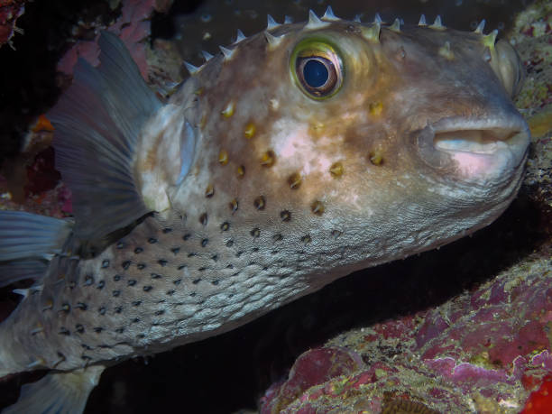 istock A Yellow-spotted Burrfish (Cyclichthys spilostylus) in the Red Sea 1372802836
