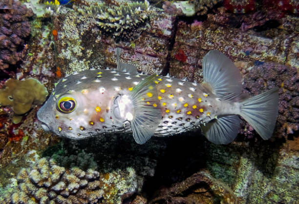 istock A Yellow-spotted Burrfish (Cyclichthys spilostylus) in the Red Sea 1372802839