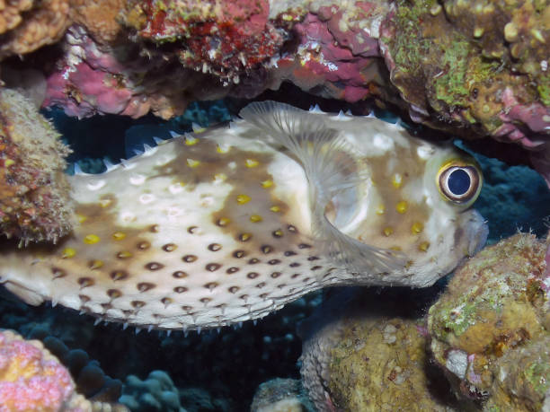 istock A Yellow-spotted Burrfish (Cyclichthys spilostylus) in the Red Sea 1372802841