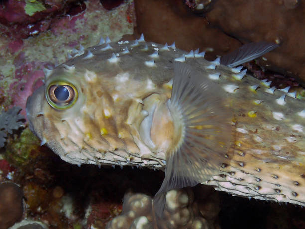 istock A Yellow-spotted Burrfish (Cyclichthys spilostylus) in the Red Sea 1372802842