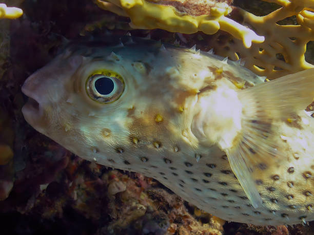 istock A Yellow-spotted Burrfish (Cyclichthys spilostylus) in the Red Sea 1372802847