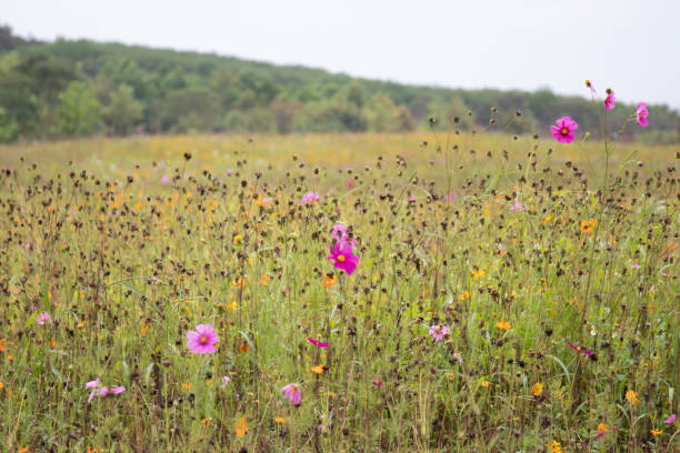 istock Cosmos Meadow in the country side 1372806472