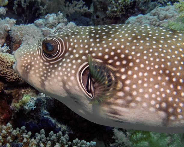 istock White-spotted Puffer (Arothron hispidus) in the Red Sea, Egypt 1372806479