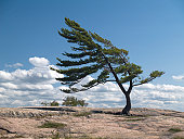 istock Wind Blown Pine 137280823