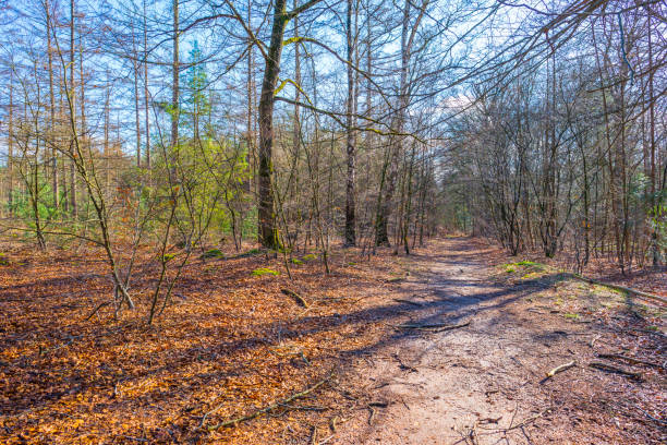 istock Trees in a colorful forest in bright sunlight in winter 1372811123