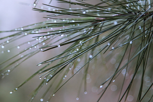 Water from an overnight rain is retained as tiny drops on the multiple needles of a pine tree in Yosemite National Park.