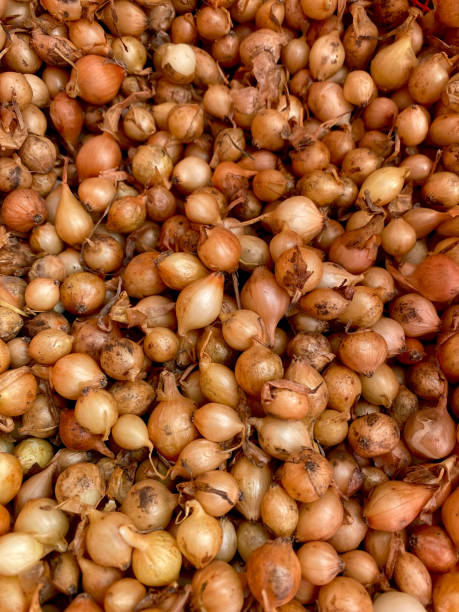istock Small chive onion bulbs closeup view with selective focus on foreground 1372812141