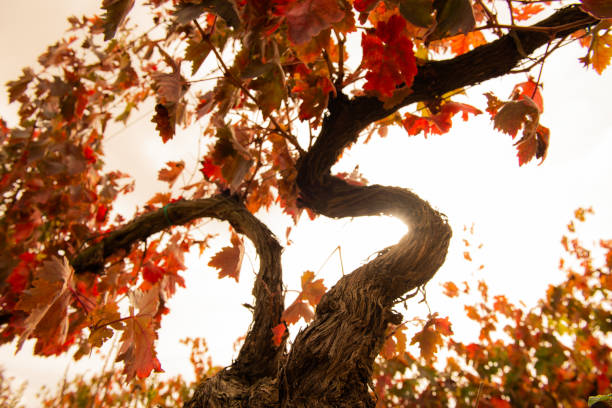 Vines in the Ribera del Duero appellation of origin, in the province of Valladolid, after the harvest with the leaves about to fall.