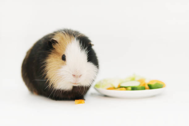 guinea pig eats vegetables on a white background. food, care.