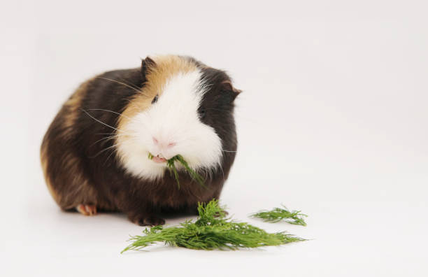 istock guinea pig eating dill greens on white background 1372813421