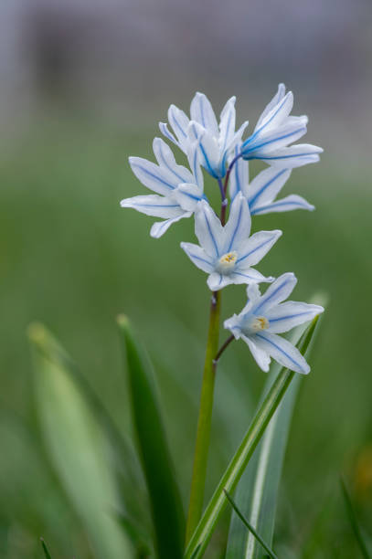Puschkinia scilloides early spring bulbous flowers in bloom, small white and blue flowering plant, called striped lebanon squill Puschkinia scilloides early spring bulbous flowers in bloom, small white and blue flowering plant, called striped lebanon squills striped squill stock pictures, royalty-free photos & images