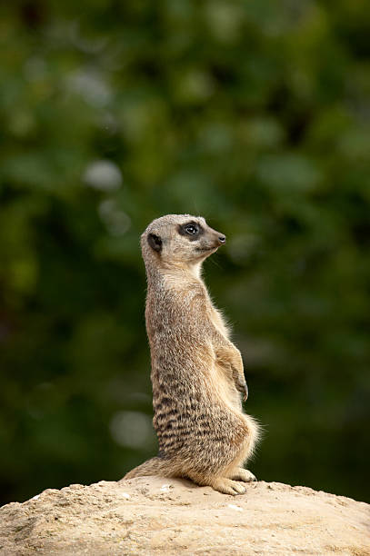 istock Meerkat on the lookout 137281375