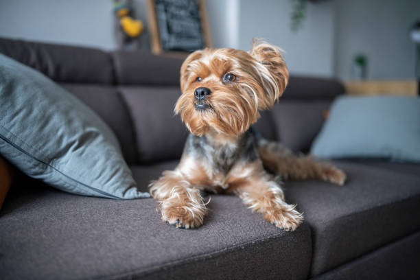 Portrait of cute Yorkshire terrier dog on the sofa. Portrait of cute Yorkshire terrier dog on the sofa. yorkshire terrier dog stock pictures, royalty-free photos & images