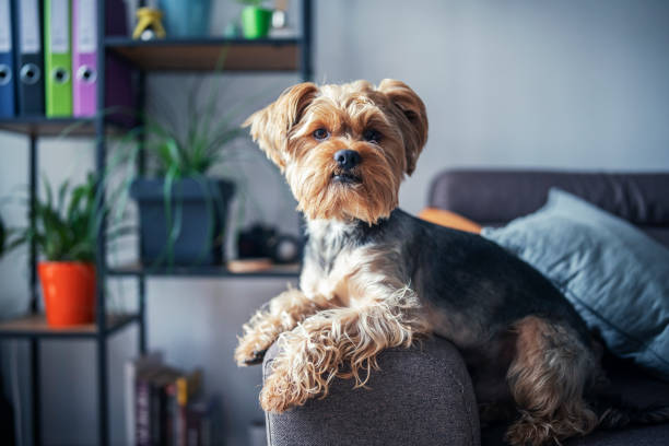 портрет милой собаки йоркширского терьера на диване. - декоративная собака стоковые фото и изображения
