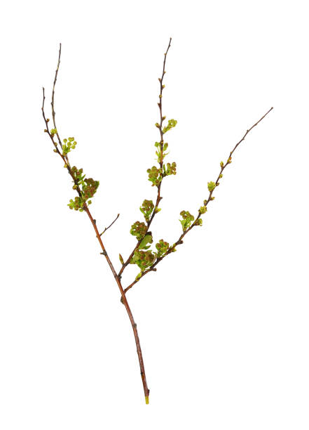 istock Spring twig of spiraea buds isolated 1372816456